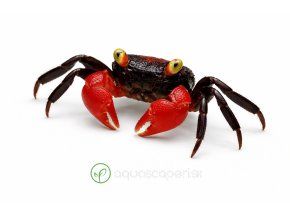 Červený a čierny krab v detaile