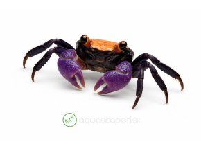 Mini krab s farebným pancierom