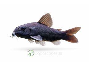 Corydoras aeneus v profilovom zábere