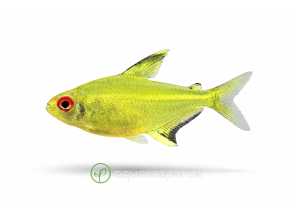 Lemon Tetra na bielom pozadí