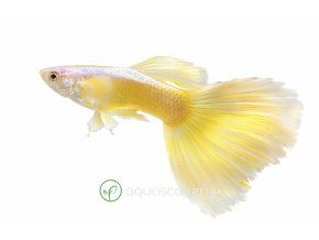 Žltý guppy na bielom pozadí