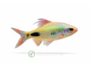Odessa barb s farebnými šupinami