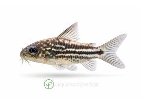 Corydoras trilineatus na bielom pozadí