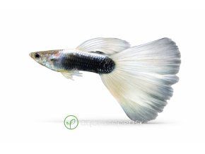 Iriascenčný guppík na bielom pozadí