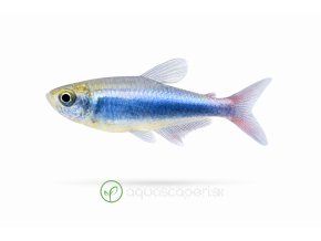 Neon tetra na bielom pozadí