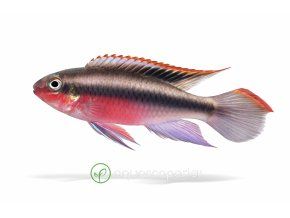 Kribensis cichlid v plávajúcom pohybe