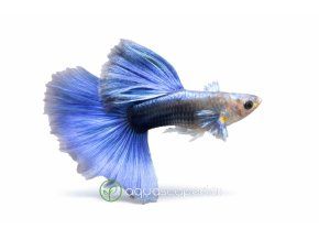 Guppy s modrými a striebornými šupinami