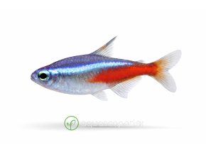 Neon Tetra v plnej kráse