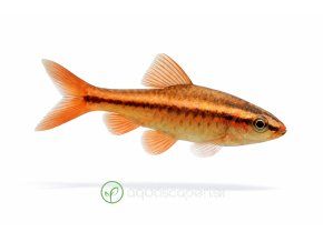 Zlatom pruhované danio na bielom pozadí