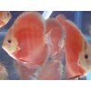 Diskus brondzový - Symphysodon / San Merah